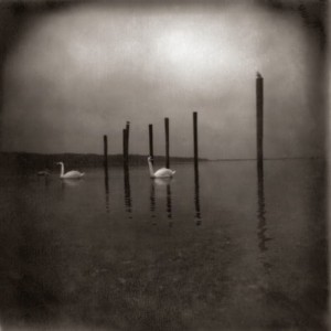 OM "Conference Of The Birds" LP