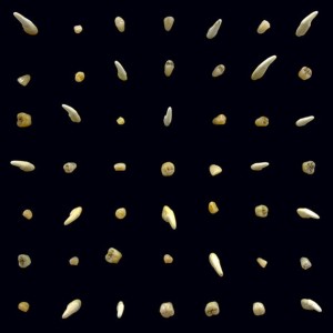  CLIPPING "VISIONS OF BODIES BEING BURNED" 2LP